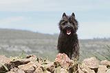 CAIRN TERRIER 135
